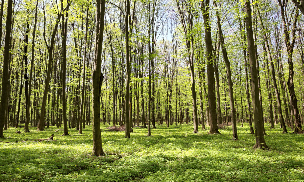Green deciduous forest on a sunny day.